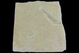 Jurassic Fossil Fish (Leptoleptis) - Solnhofen Limestone #112701-1